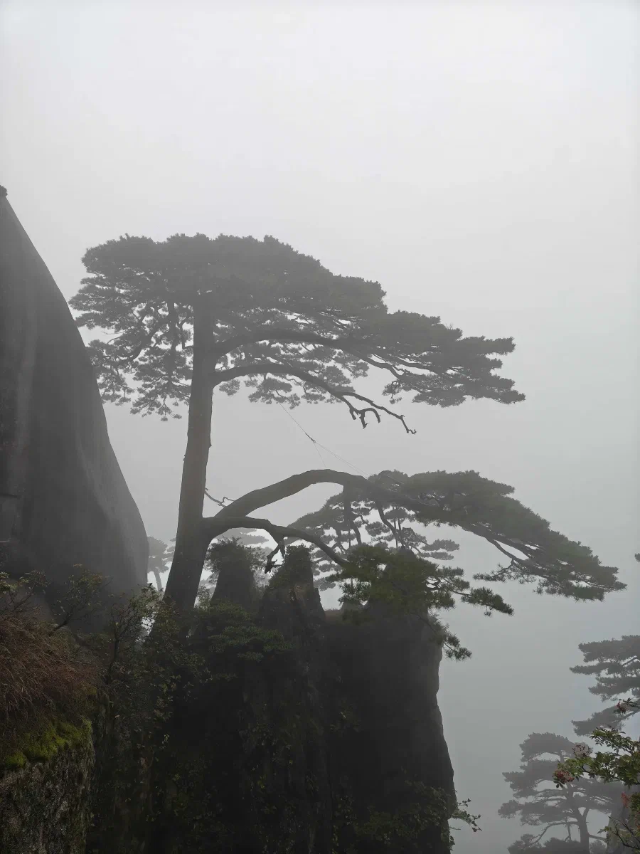 徽州 - 迎客松