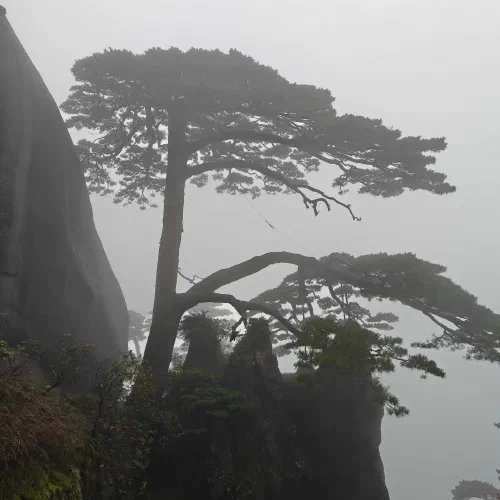 徽州 - 迎客松